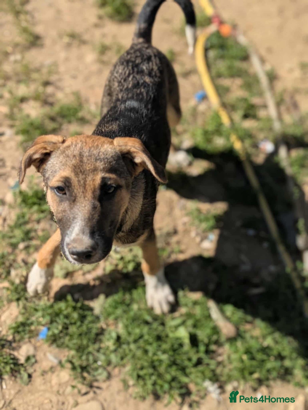 Mixed Breed dogs for adoption: Mac is looking for a family with another dog! - Image 8