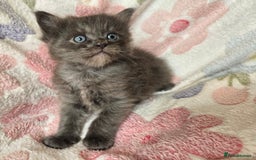Maine Coon cats for sale: Beautiful playful Maine Coon kittens  - Image 40