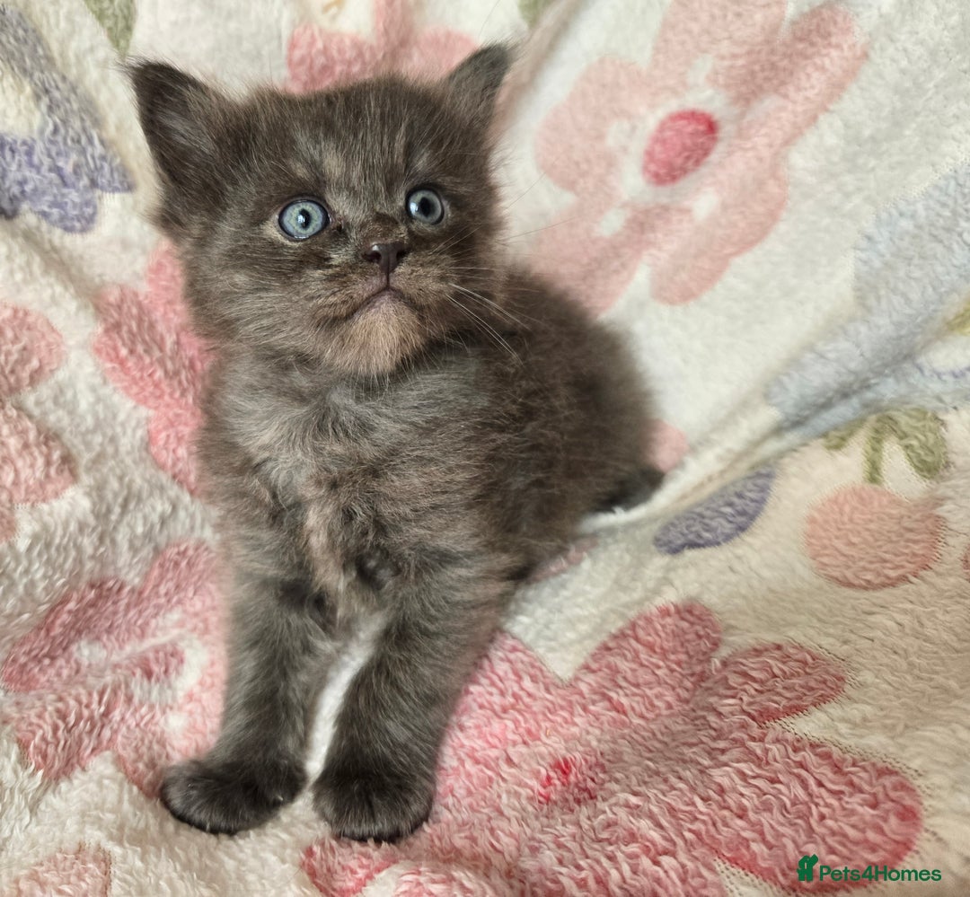 Maine Coon cats for sale: Beautiful playful Maine Coon kittens  - Image 40