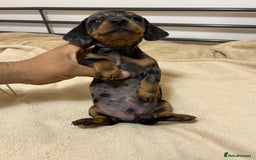 Miniature Dachshund dogs for sale: Miniature Dachshund KC ready now  - Image 4