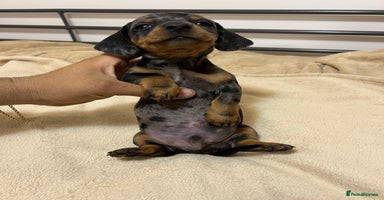 Miniature Dachshund dogs - Advert 9