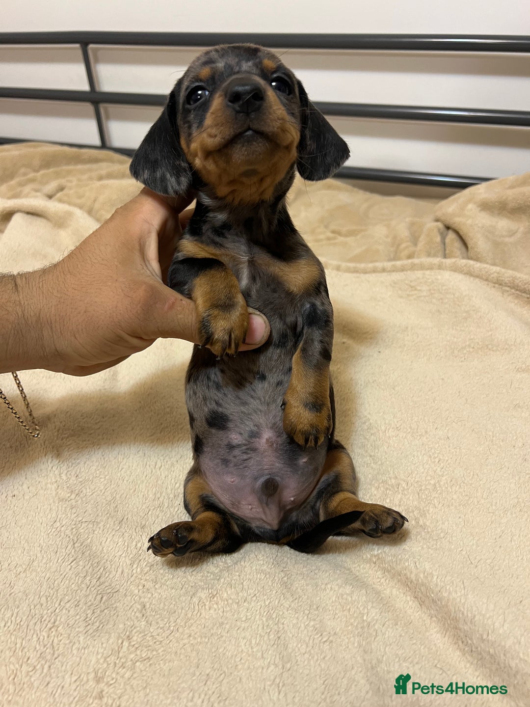 Miniature Dachshund dogs for sale: Miniature Dachshund KC ready now  - Image 4