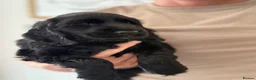 Cocker Spaniel dogs for sale: 🐾 1 LITTLE BOY LEFT KC Registered Show Cocker 🐾  - Advert 18