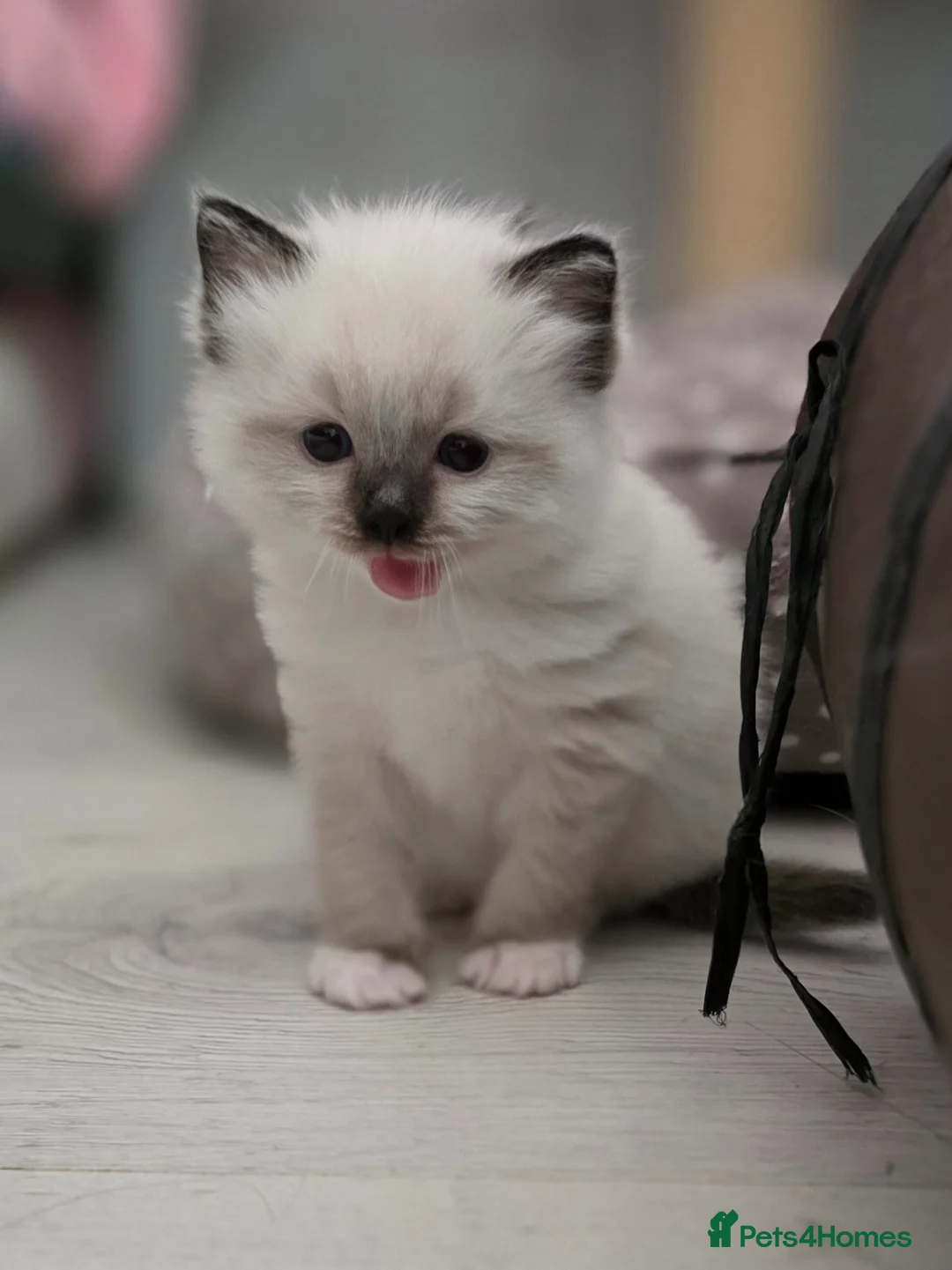 Ragdoll cats for sale: Two Fluffy Ragdolls in Newcastle upon Tyne - Advert 1