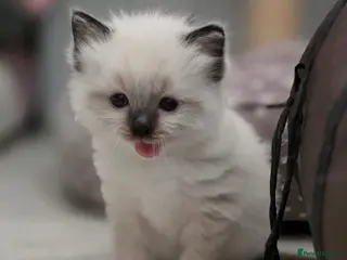 Ragdoll cats Two Fluffy Ragdolls - Advert 1