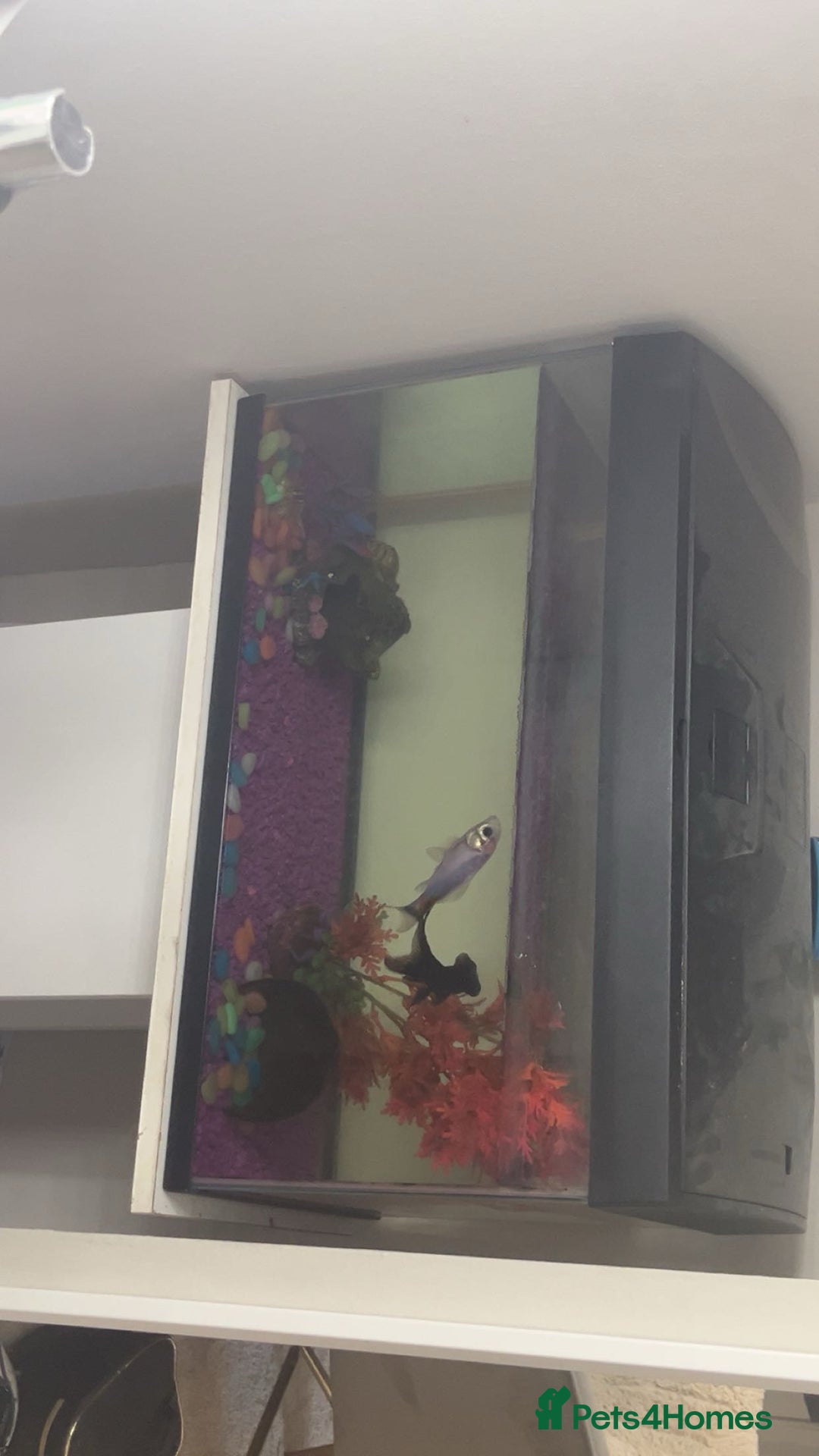 Goldfish fish for sale: black moor and other goldfish  - Image 3