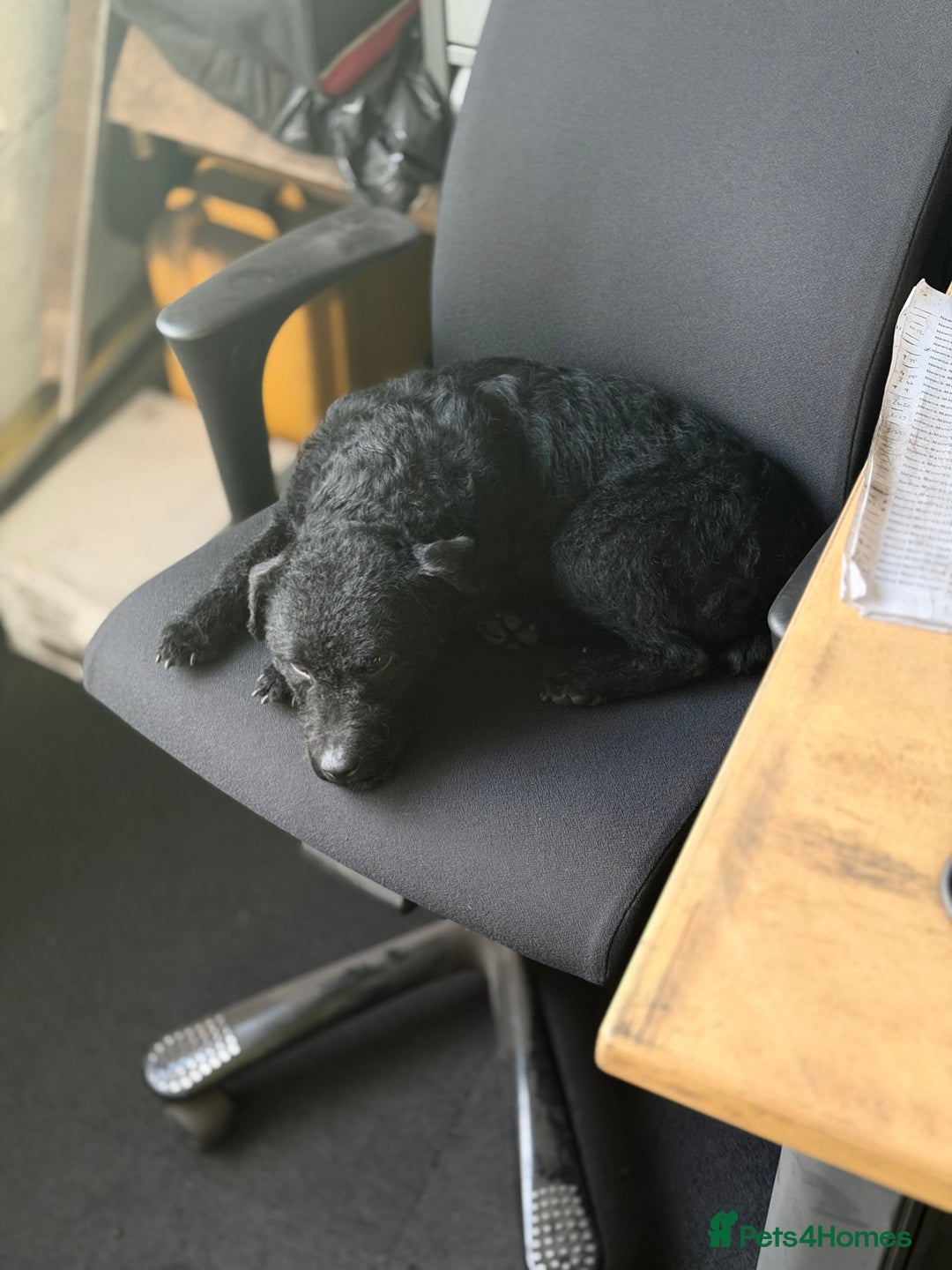 Patterdale Terrier dogs for sale: Beautiful black girl  - Advert 9