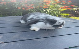 Mini Lop rabbits for sale: Beautiful Mini Lop Bunnies - Image 6