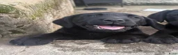 Labrador Retriever dogs for sale: Labrador Puppies - Advert 3