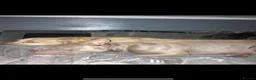 American Bully dogs for sale: American bully - Advert 7
