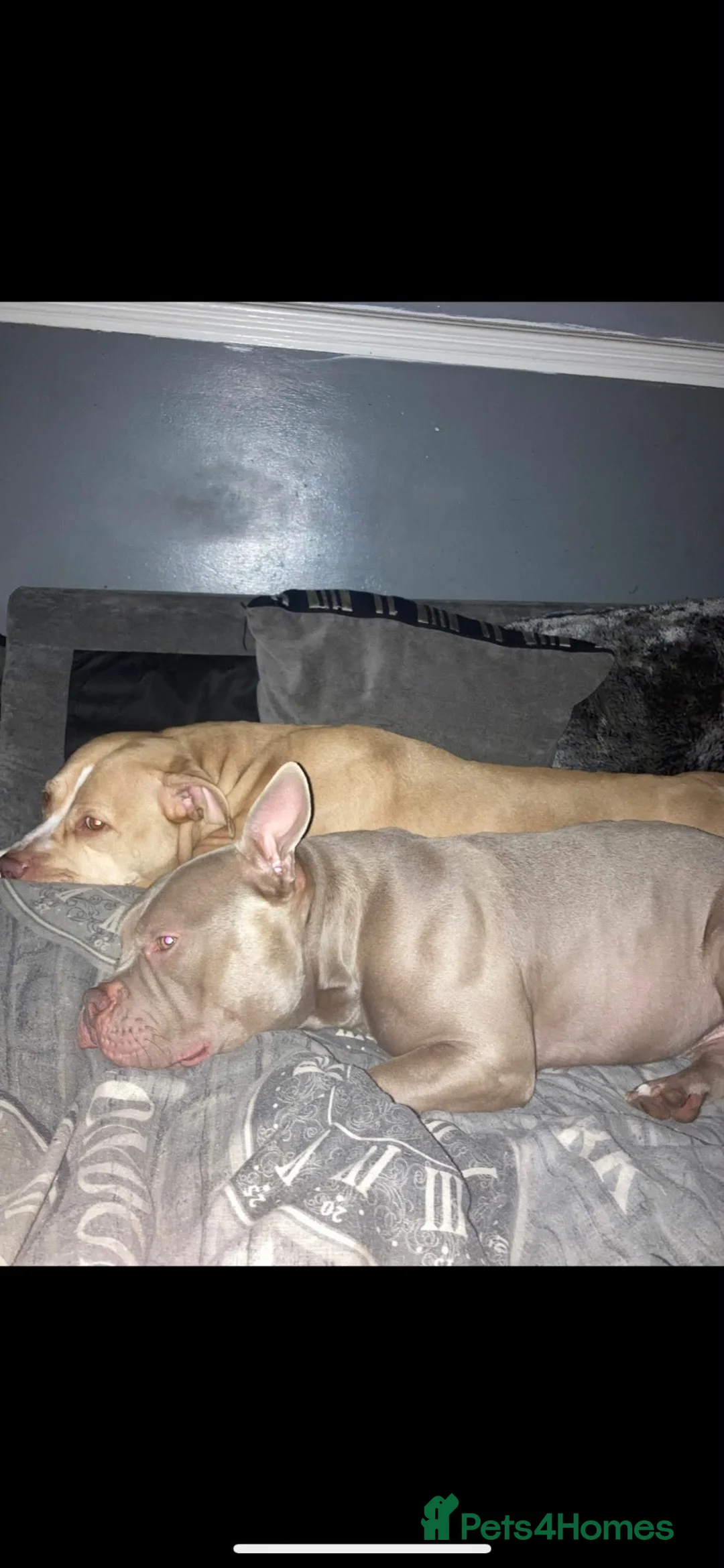 American Bully dogs for sale: American bully - Advert 7