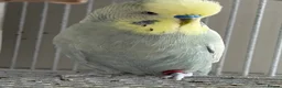 Budgerigars birds for sale: Budgies - Advert 11