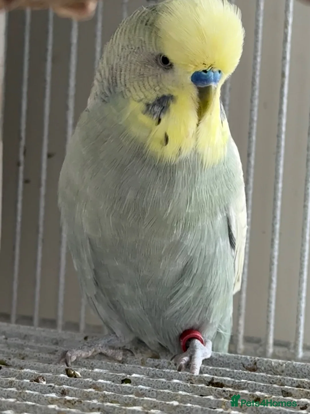 Budgerigars birds for sale: Budgies - Advert 11