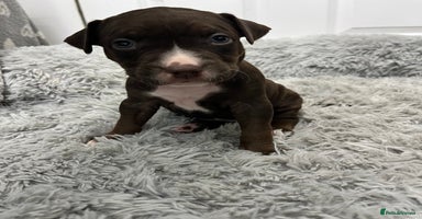 American Bull Staffy dogs - Advert 1