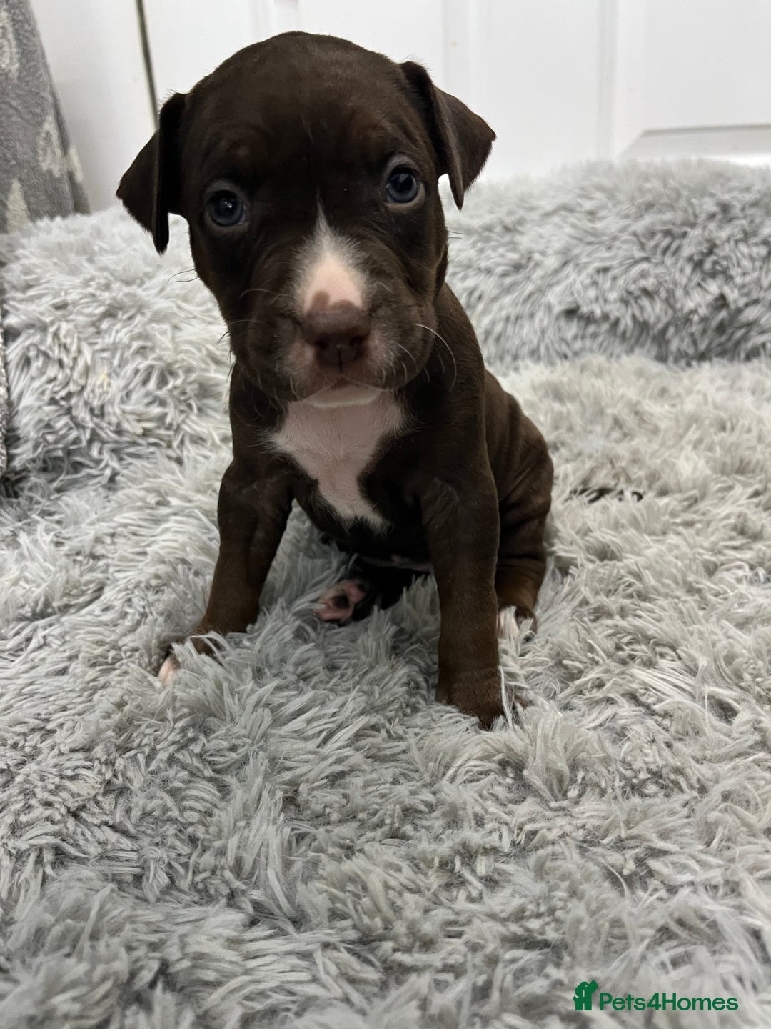 American Bull Staffy dogs for sale: Staffy Bull Puppies - Advert 4
