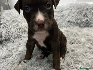 American Bull Staffy dogs - Advert 10