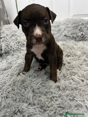 American Bull Staffy dogs - Advert 1