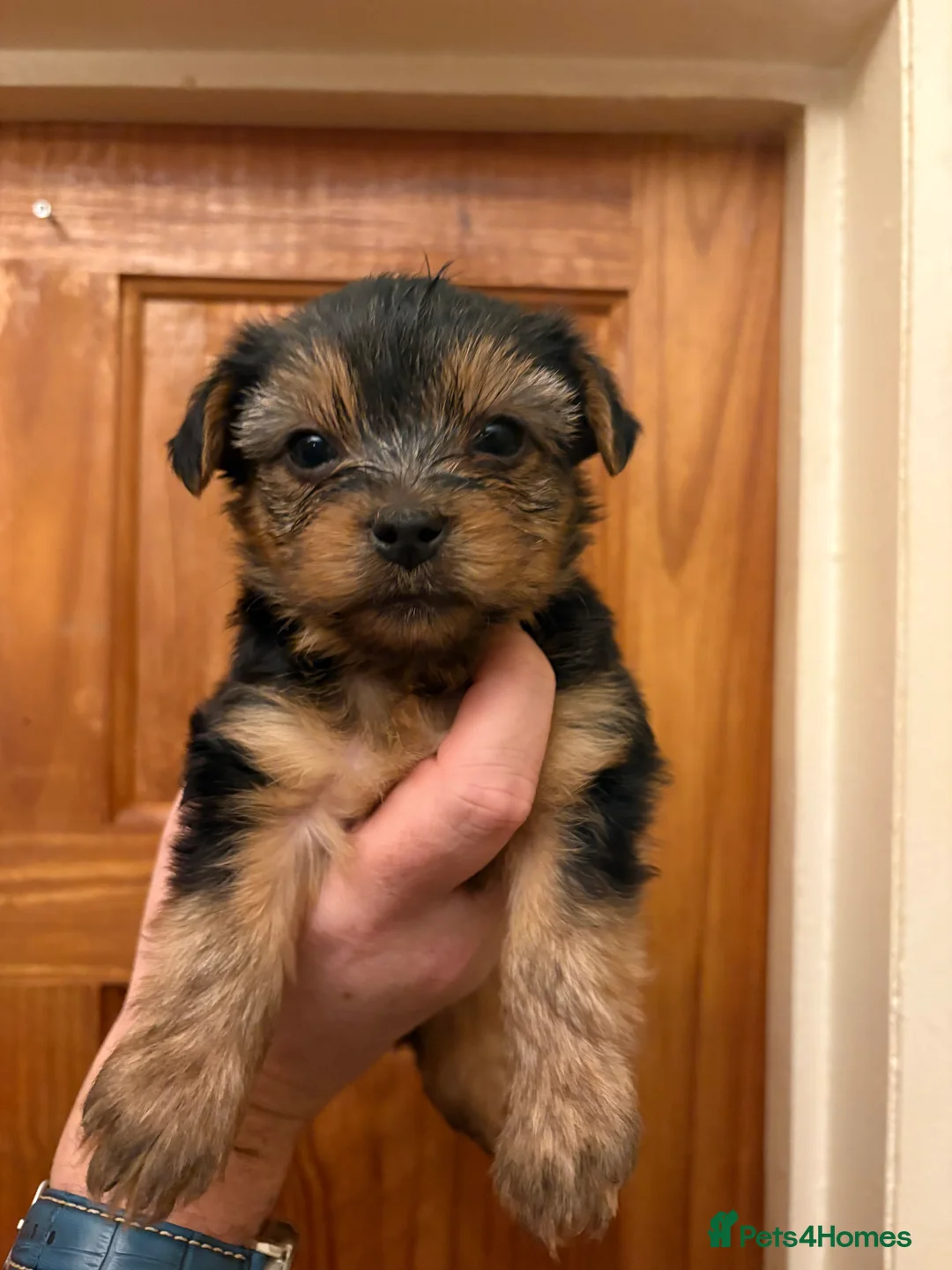Shorkie dogs for sale: Shorkie puppies  - Advert 9