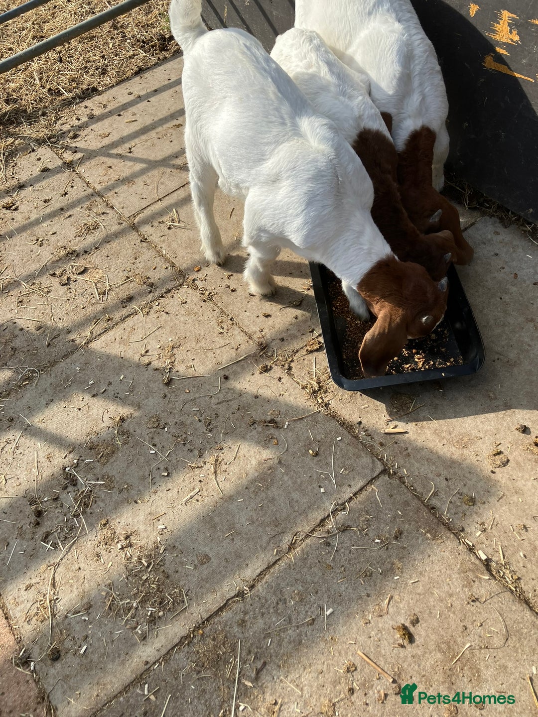 Goats livestock for sale: Pure Boer Goats for Sale - Image 5