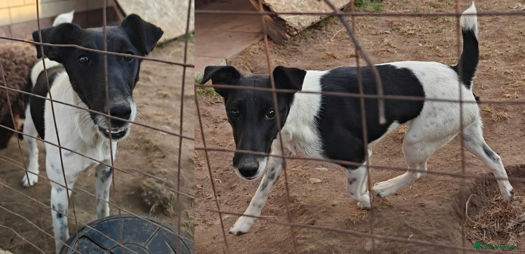 Fox Terrier dogs for adoption: 🐾 FOXY – Female Fox Terrier 🐾 in West Malling - Advert 1