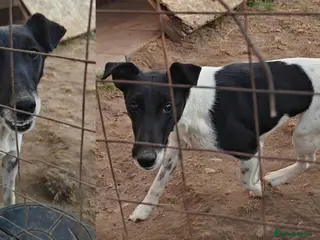 Fox Terrier dogs 🐾 FOXY – Female Fox Terrier 🐾 - Advert 7