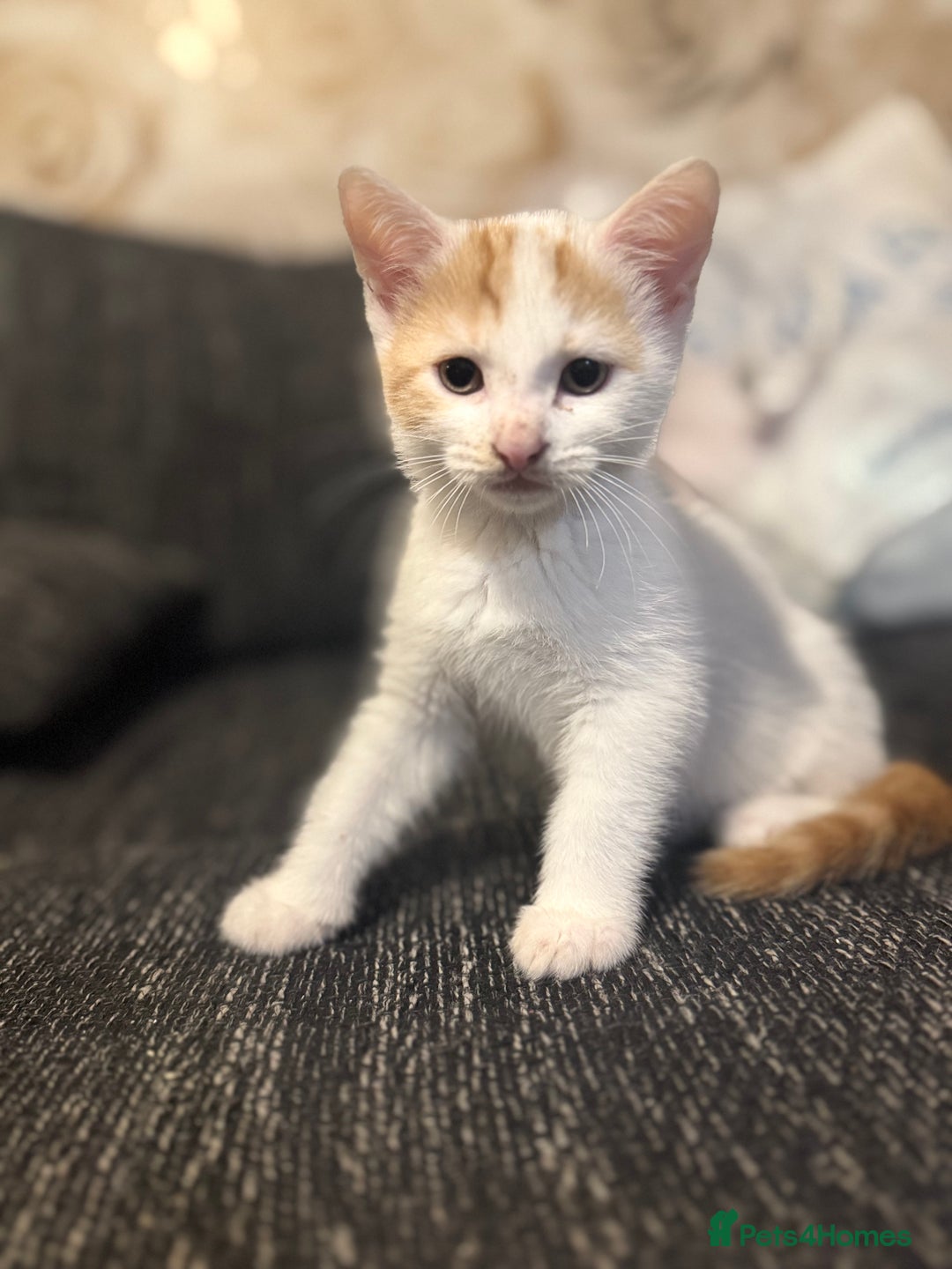 Mixed Breed cats for sale: Adorable kittens looking for a forever home  - Image 2