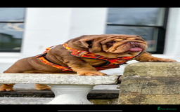 English Bulldog dogs for sale: Kc litter outstanding bloodlines bulldog pups  - Image 25