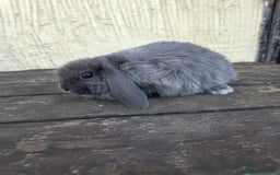 Mini Lop rabbits for sale: Pure bred Mini Lop Bunnies - Image 21