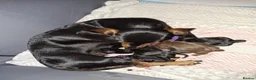 Dachshund dogs for sale: Gorgeous litter of dachshunds!!  in Barnsley - Advert 6