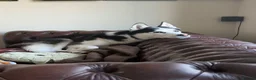 Siberian Husky dogs for sale: 3 year old husky requires new home  in Mansfield - Advert 4