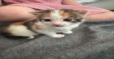 Maine Coon cats Mainecoon kittens - Advert 11