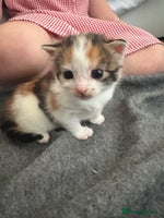 Maine Coon cats Mainecoon kittens - Advert 5