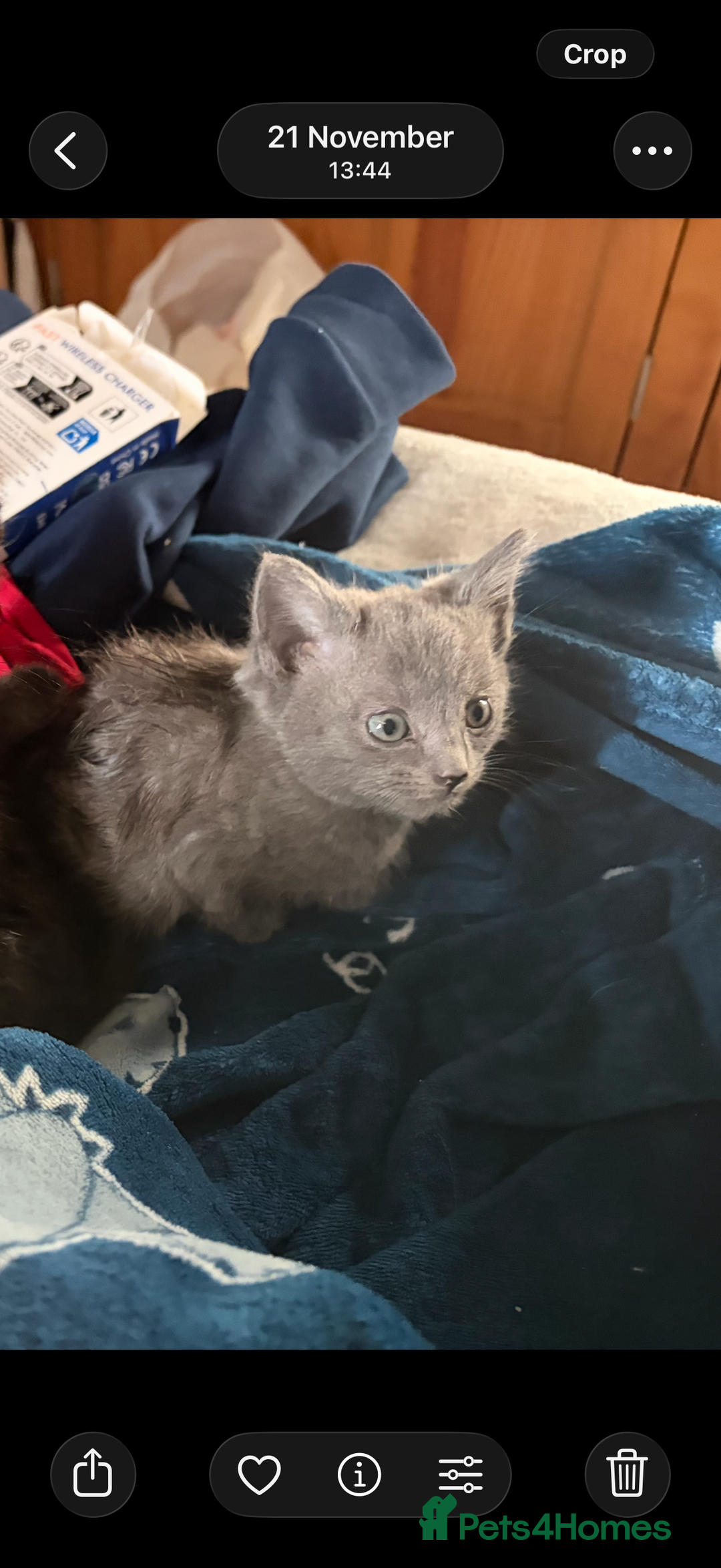 Mixed Breed cats for sale: Half ragdolls cuddly, all girls, ready now - Advert 18