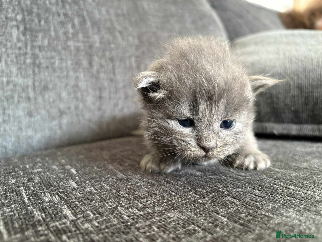Maine Coon cats for sale: 3/4 maine coon kittens  - Image 8