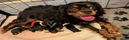 Cavalier King Charles Spaniel dogs for sale: Black & Tan Cavalier King Charles Spaniel Puppies in High Peak - Advert 2