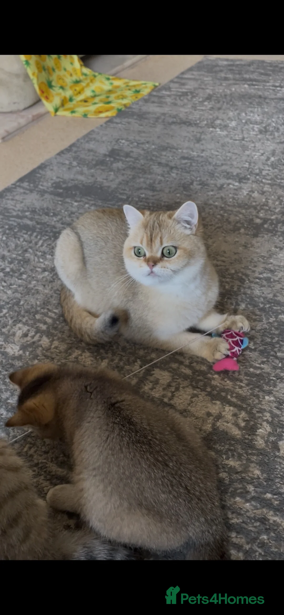 British Shorthair cats for sale: TICA reg black golden boy xx - Advert 2