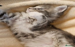 Maine Coon cats for sale: 4 beautiful maine coon kitten  - Image 6