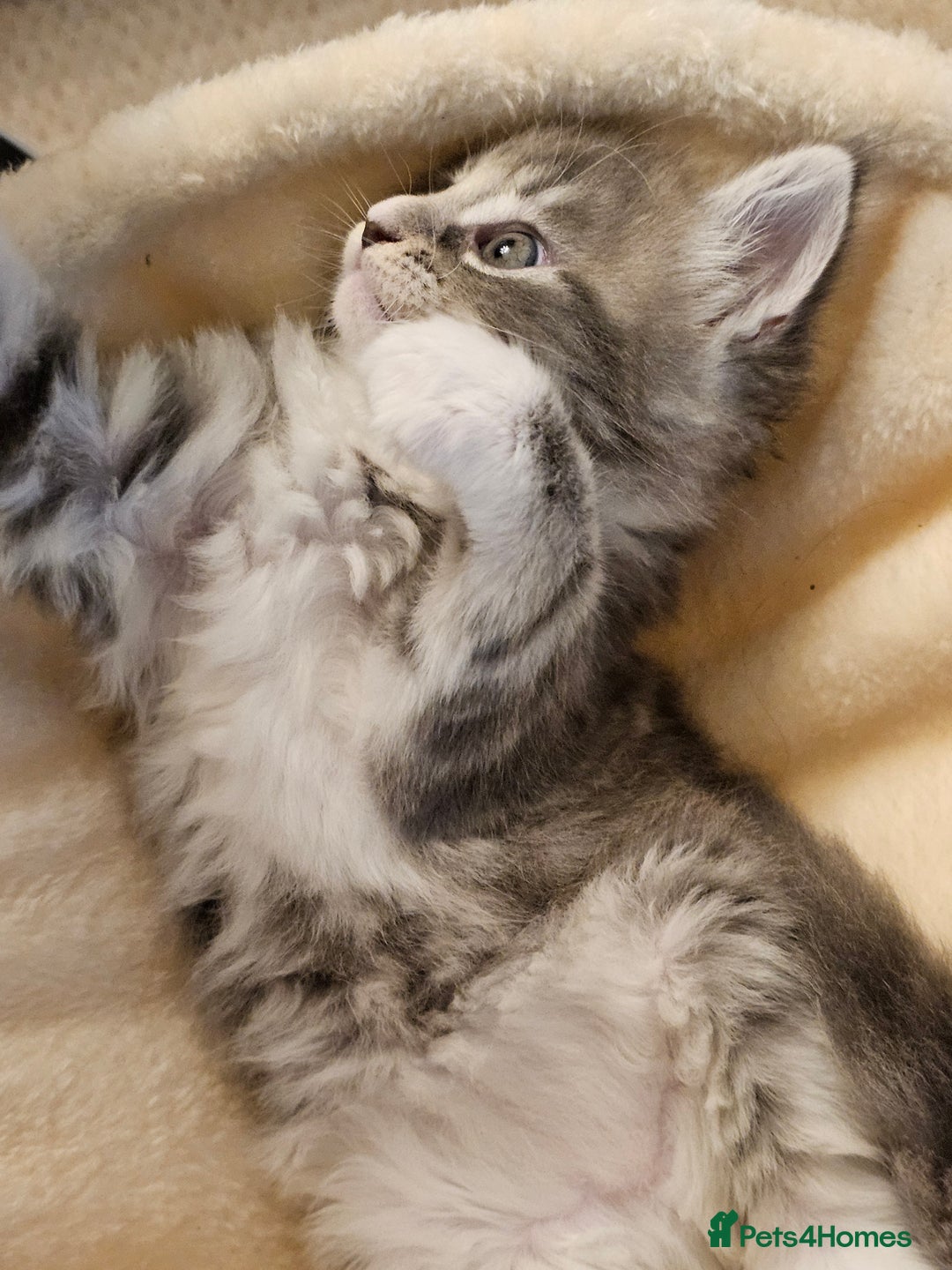 Maine Coon cats for sale: 4 beautiful maine coon kitten  - Image 6