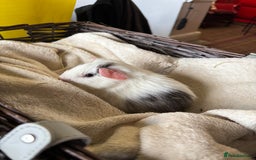 Guinea Pig rodents for sale: Beautiful baby guinea pigs for sale  - Image 5