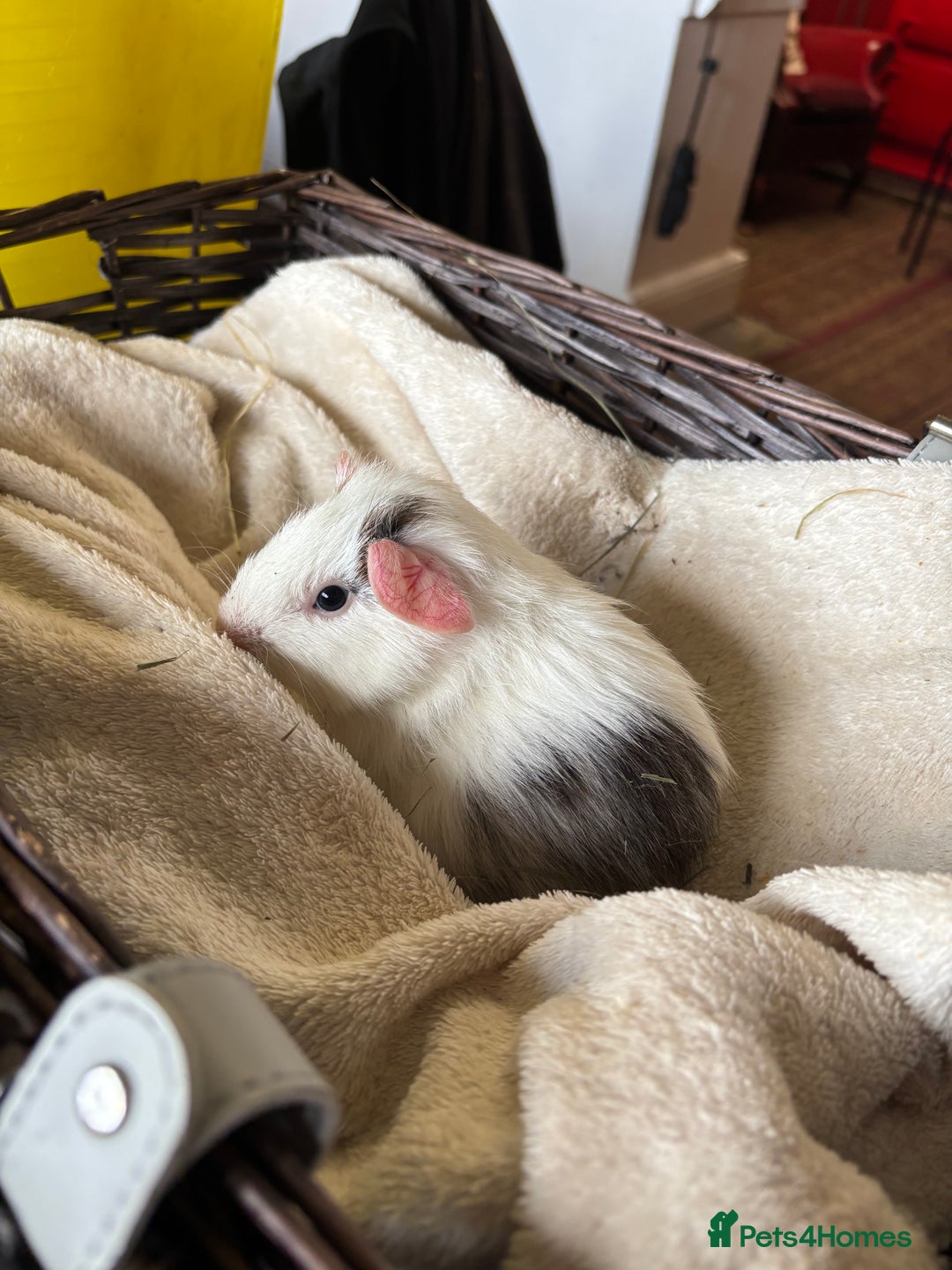 Guinea Pig rodents for sale: Beautiful baby guinea pigs for sale  - Image 5