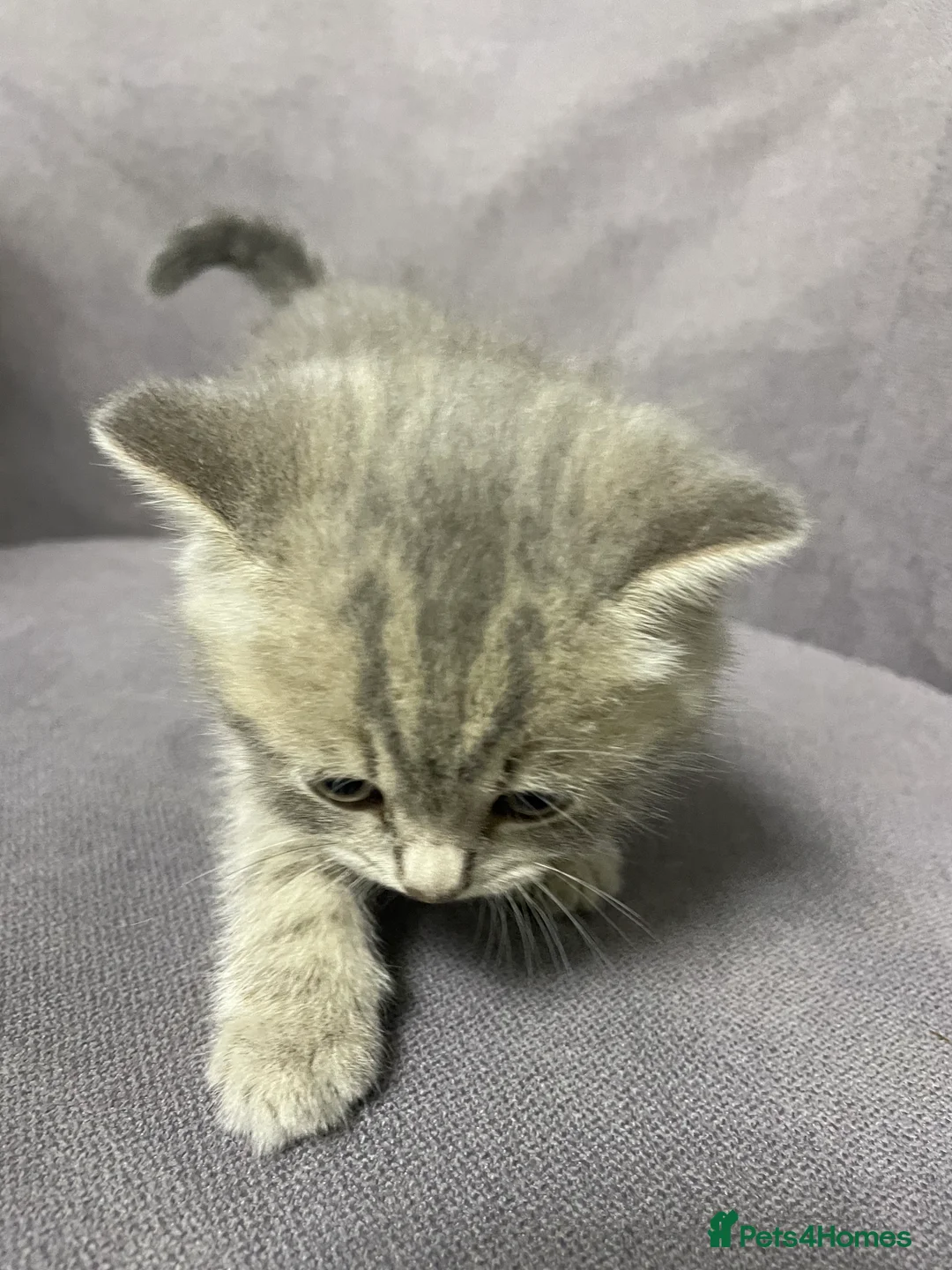 British Shorthair cats for sale: British shorthair kittens ready now in Bolton - Advert 11