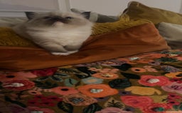 Ragdoll cats for sale: Ragdoll Kitten - Advert 2