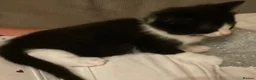Mixed Breed cats for sale: Little kittens  in Basildon - Advert 4