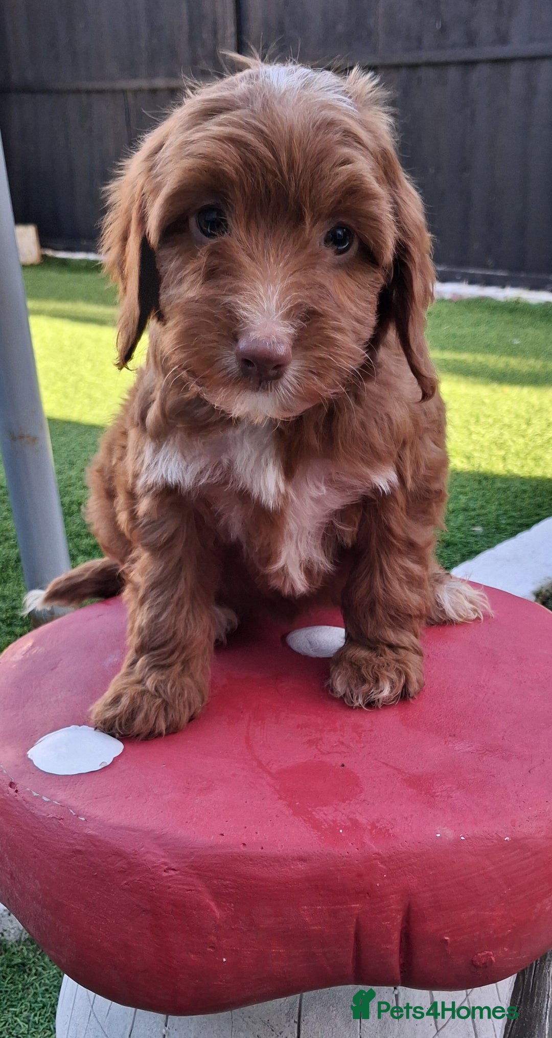 Cockapoo dogs for sale: ** LAST ADORABLE CURLY BLACK & WHITE COCKAPOOS **  - Advert 20