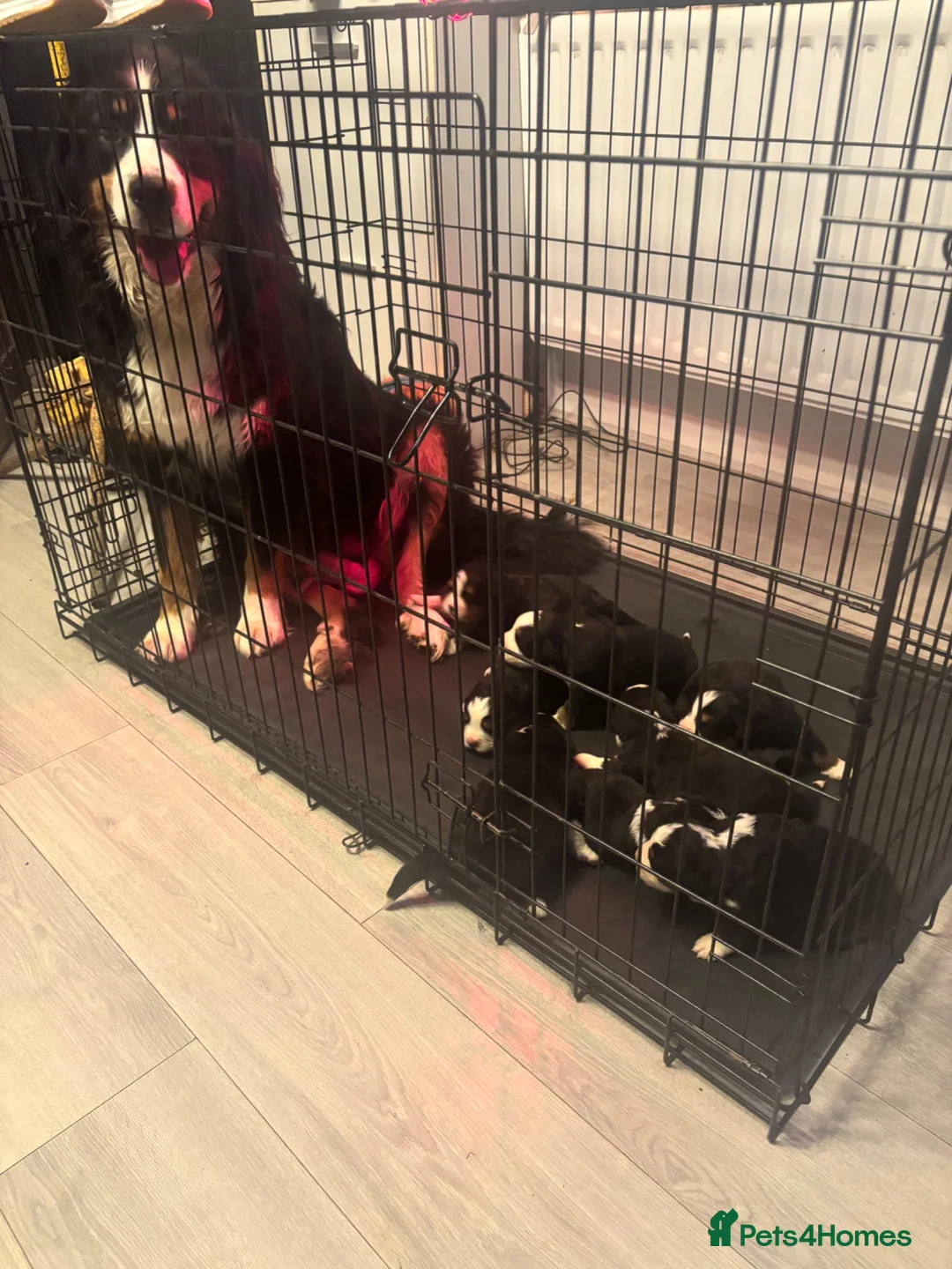 Bernese Mountain Dog dogs for sale: Beautiful Bernese Mountain Dog Puppies 7Girls 1Boy - Advert 2