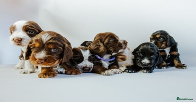 Cocker Spaniel dogs - Advert 11