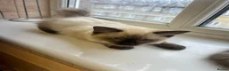 Ragdoll cats for sale: GCCF Registered Kittens - Advert 11