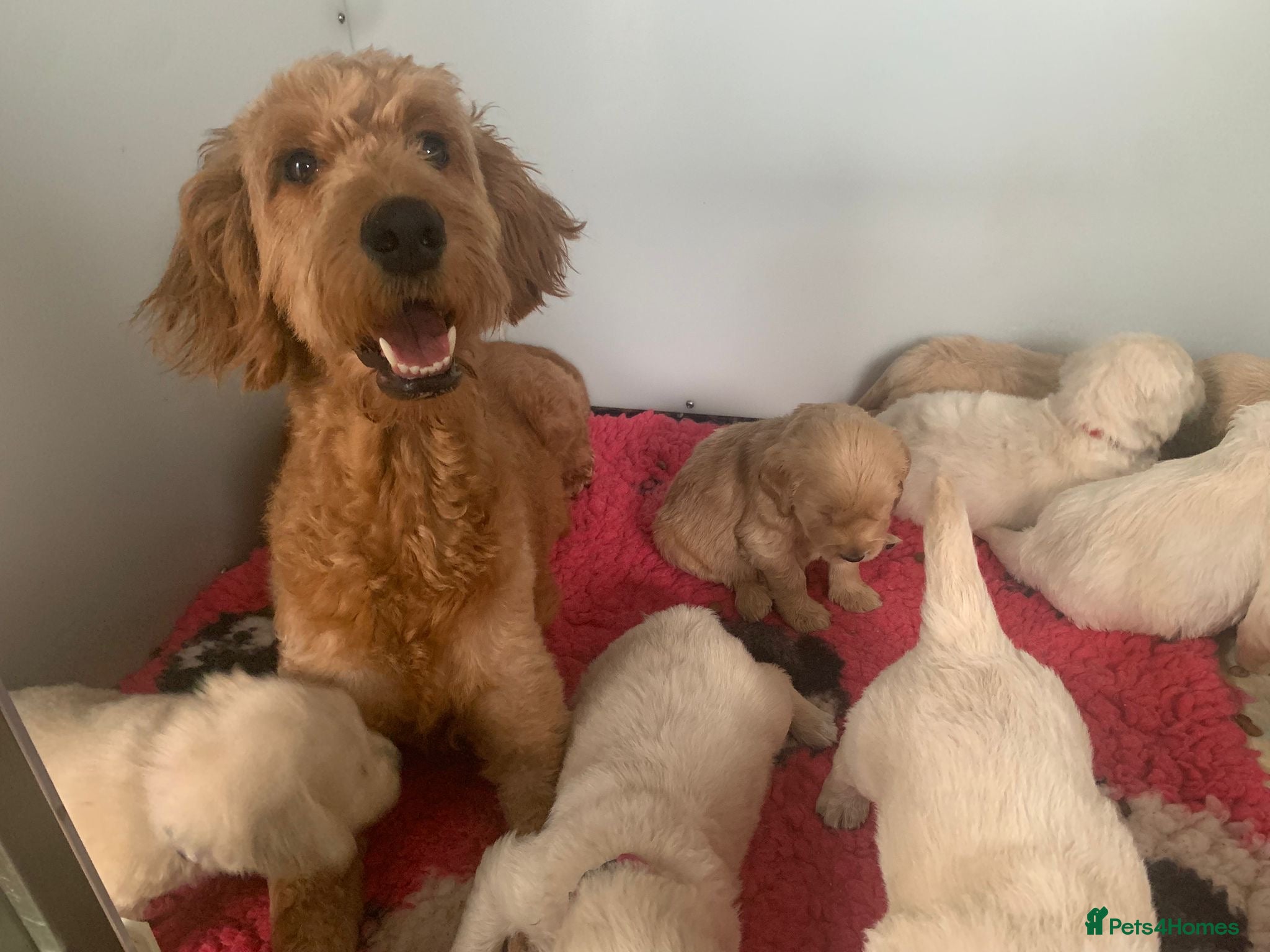 Goldendoodle dogs 7 left mini dna clear Goldendoodle puppies  - Advert 2