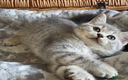 British Shorthair cats for sale: (READY NOW)EXCEPTIONAL PURE BREED BSH - Image 10