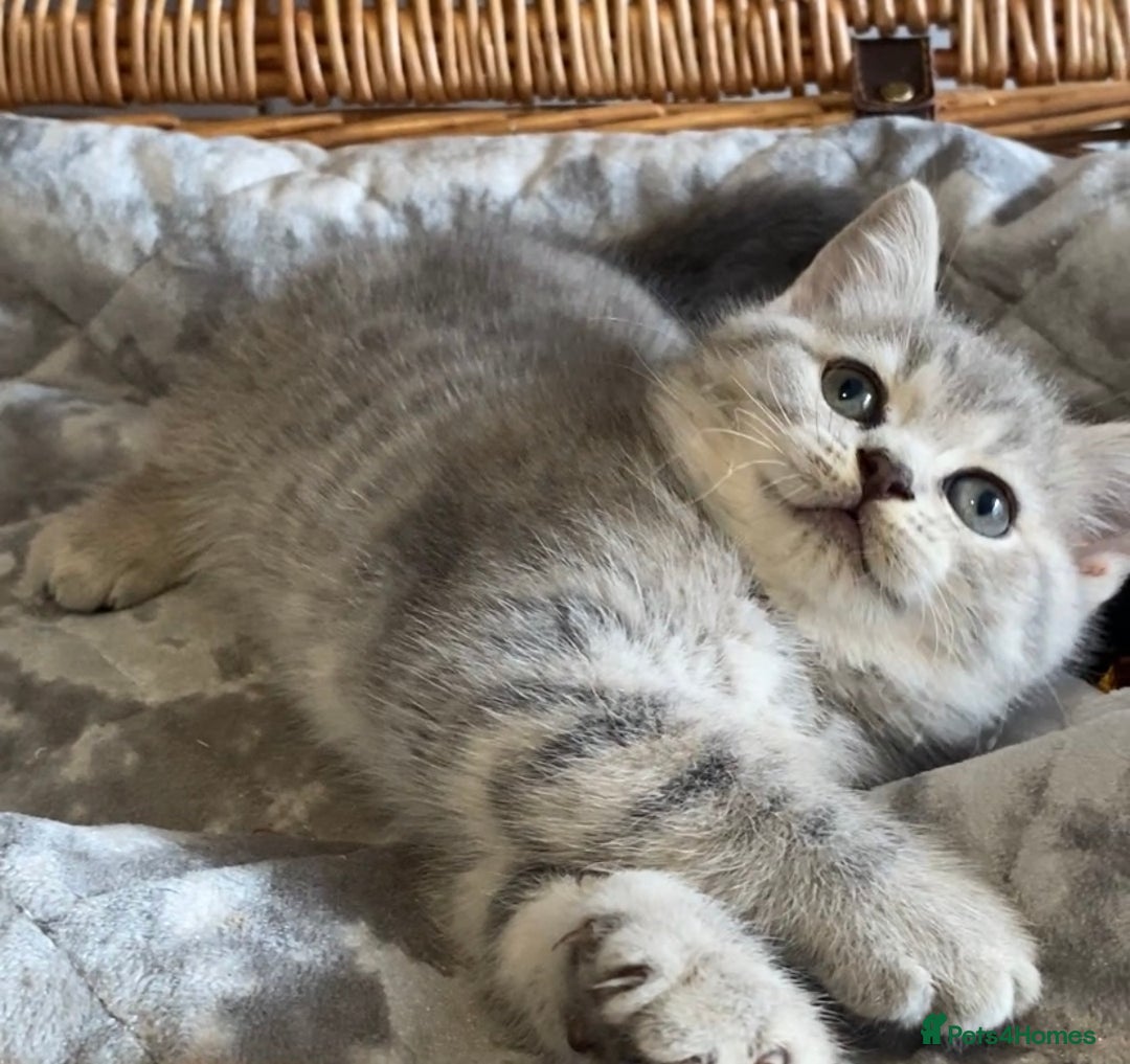 British Shorthair cats for sale: (READY NOW)EXCEPTIONAL PURE BREED BSH - Image 10